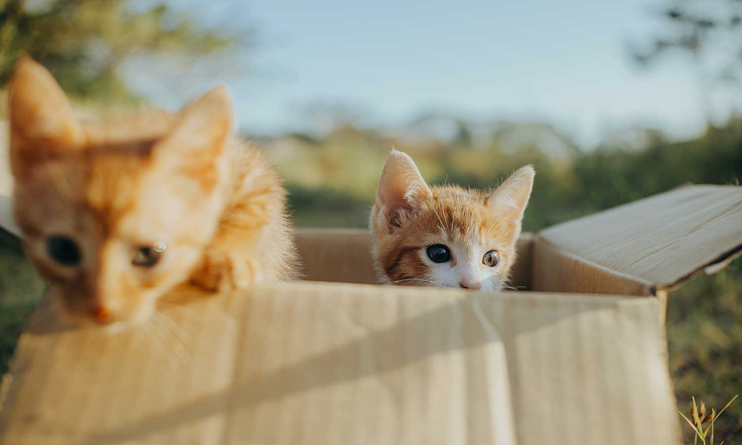 Conteúdo Colaborativo: Parcerias com Influenciadores para Gerar Impacto