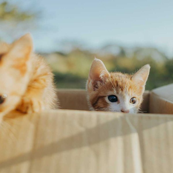 Conteúdo Colaborativo: Parcerias com Influenciadores para Gerar Impacto